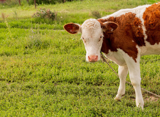 Calf grazes on a green meadow. Close-up. Livestock in nature. Summer concept. Symbol of 2021. Bull, cow, cow, cattle.