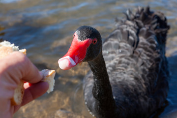 A person feeding black goose