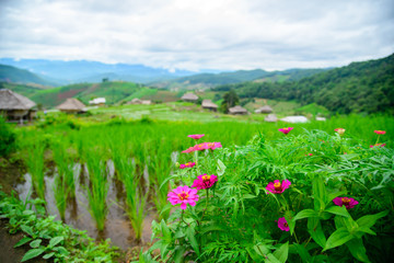 Young Asian women wear traditional cultural costumes at Ban Pa Bong Piang Rice Terrace, Chiang Mai, Thailand...