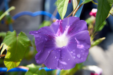 アップの紫色の朝顔・日差し