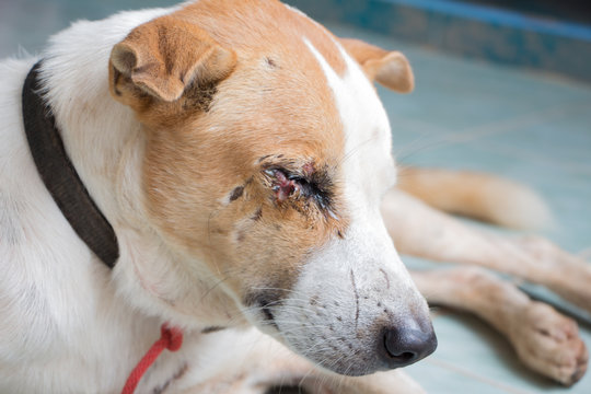 Dog eye sores