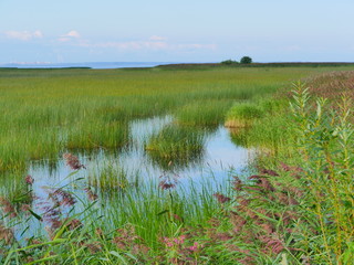 pond overgrown sedge beautiful landscape summer day