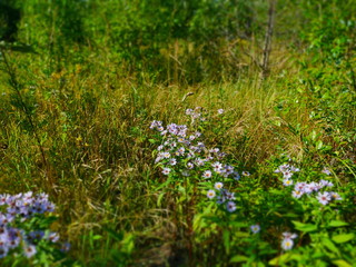 Wildflowers flowering meadow beautiful landscape