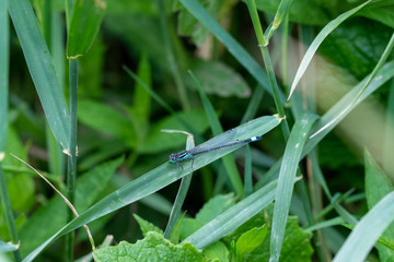 Common Blue Damselfly (Enallgma cyathigerum) close-up view