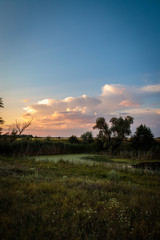 evening landscape with a small pond and reeds