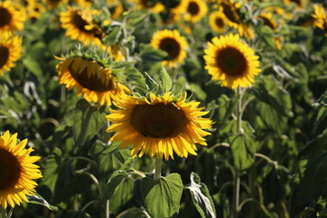Yellow sunflower in a field on a green background