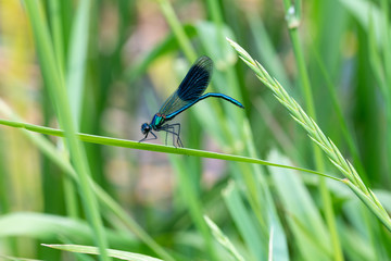 lose-up view of a Banded Demoiselle (Calopteryx splendens) damselfly on green vegetation