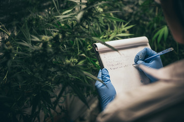 scientist checking organic hemp wild plants in a cannabis weed commercial greenhouse. Concept of...