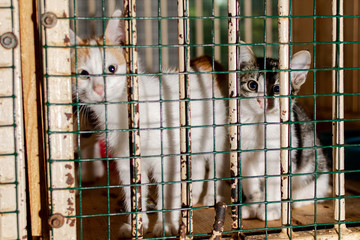 Kittens look through the bars of the animal shelter, they look very unhappy.