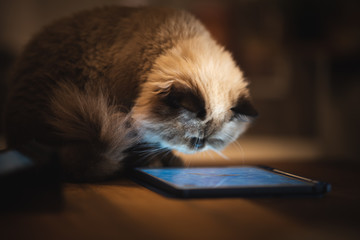 Himalayan Persian cat playing tablet, lifestyle at home with pet