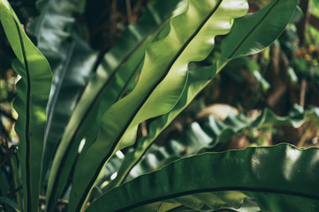 green leaf in garden, nature scene with green plant board leaf in garden