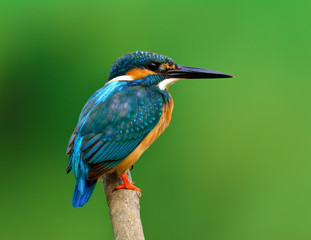 Beautiful blue bird, Common kingfisher (Alcedo atthis) calmly perching on wooden branch waiting to catch fish in stream over green blur background, magnificent creature