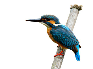 Beautiful blue bird, Common kingfisher (Alcedo atthis) perching on dried bamboo wood showing side feathers isolated on white background, fascinated nature