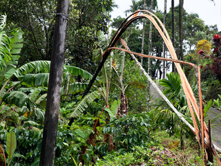 Areca nut tree broken into pieces and fallen on electric line by strong monsoon wind