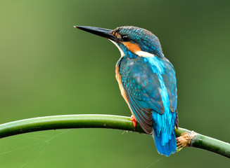 Beautiful blue bird, Common kingfisher (Alcedo atthis) perching on green branch with back feathers profile while catching a fish in stream over green blur background, magnificent creature