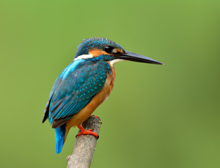 Beautiful blue bird, Common kingfisher (Alcedo atthis) perching on wooden branch patiently wait to catching a fish in stream over green blur background, magnificent creature