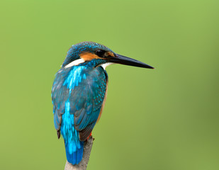 Beautiful blue bird, Common kingfisher (Alcedo atthis) perching on wooden branch wait to catching a fish in stream over green blur background, magnificent creature
