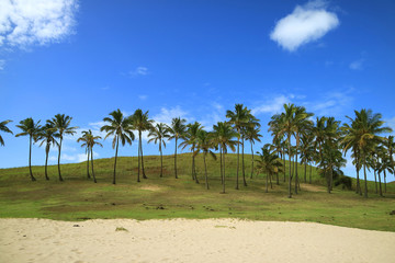 Coconut Palm Trees Along the Sandy Beach with the Vivid Blue Sky