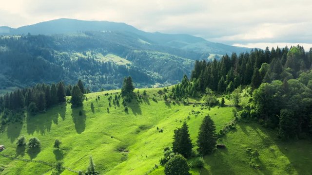 Forest mountains green field hill jungle treen aerial