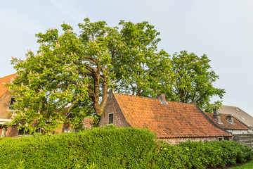 Fototapeta premium Beautiful white flowering chestnut trees between old buildings with red tiled roofs in village Nieuwkoop at the Nieuwkoopse plassen