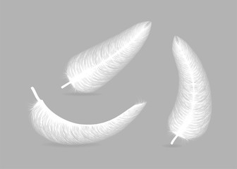 fluffy feather with shadow vector realistic set isolated on transparent background.