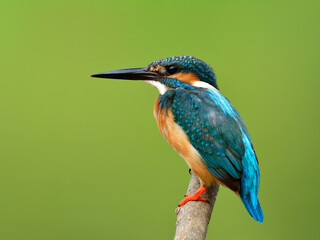 Blue bird, Common kingfisher (Alcedo atthis) perching on the wood in stream showing its side view feathers, lovely nature