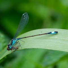 Common Blue Damselfly (Enallgma cyathigerum) close-up view