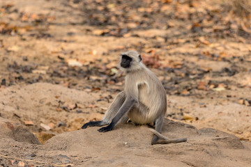 Obraz premium Gray langur, Hanuman Langur of India, Semnopithecus Entellus Sitting on the Sand Ground