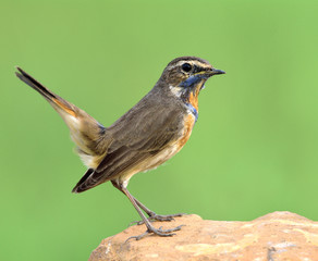 Blue throat (Luscinia svecica) beautiful brown bird with orange and blue feathers on its neck perching on the rock with tail wagging, exotic creature
