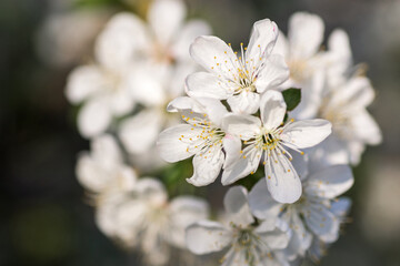 Branches of blossoming apricot macro