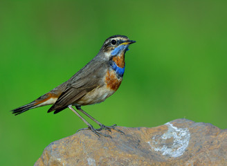 Blue throat (Luscinia svecica) brown bird perching rock showing its beautiful neck in the open farm land, fascinated nature