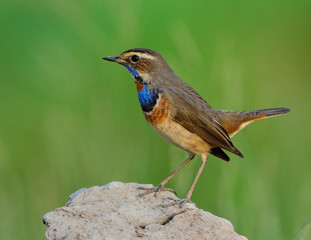 Bluethroat (Luscinia svecica) beautiful brown bird with blue neck perching on rock showing its side feathers over fine green blur background, exotic nature