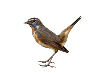 Bluethroat (Luscinia svecica) beautiful brown bird with orange and blue feathers on its neck showing details from head to tail and clear feet, blue throat