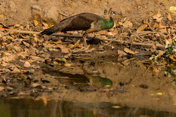 Female Peafowl with drabber colors and a shorter tail  with Reflection in Water