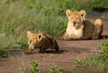 Fototapeta na wymiar Cute lion cub stalking prey with big brother watching him in the Serengeti Tanzania