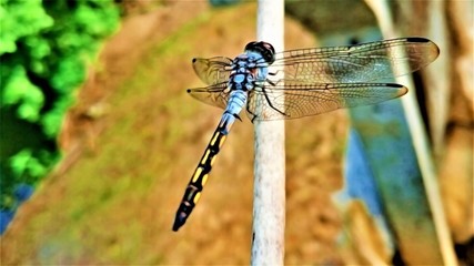 dragonfly on a branch