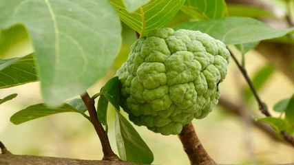 Fototapeta premium The sugar apple, or sweetsop on tree, tropical fruit in Thailand.