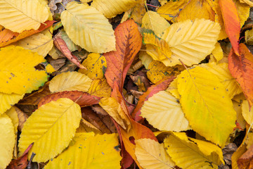 Nice color leaves  nature background abstract macro close up autumn