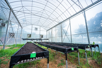 Fototapeta premium .Modern vegetable growing house, large bright greenhouse, lettuce seedlings. Celebrate the day of the earth. Ecological care of plants.