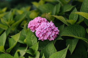 Purple Hydrangea flower (Hydrangea macrophylla) in a garden