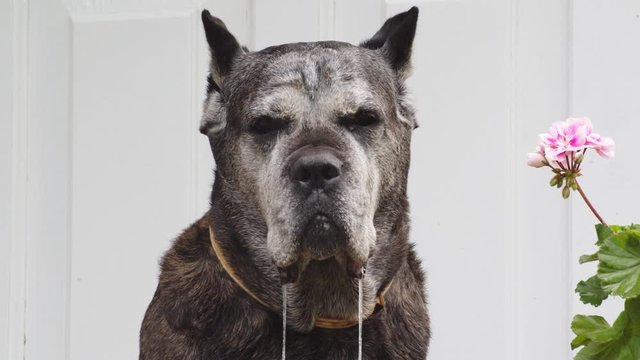 Portrait of a Drooling Adorable Cane Corso Dog.