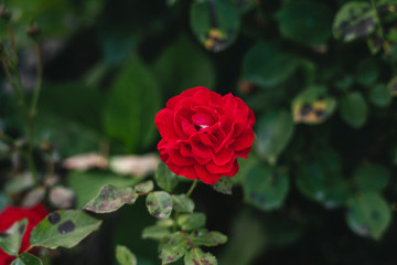 Bright red roses on the bush