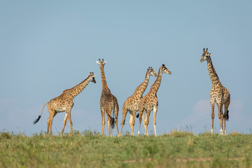 Tower of five giraffe in green plains of Masai Mara Kenya