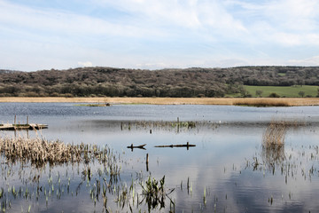 Obraz na płótnie Canvas A view of Leighton Moss Nature Reserve