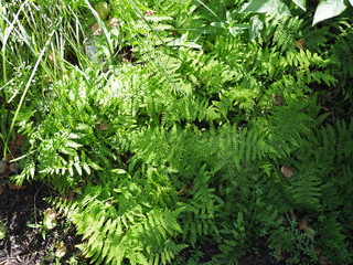 Beautyful ferns leaves green foliage natural floral fern background in sunlight.