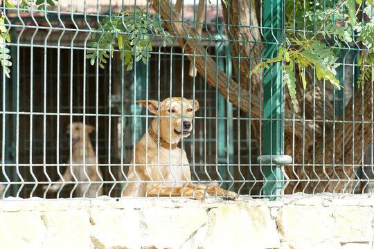 Hunt Dogs Behind Spacious Shady Kennels In Portugal