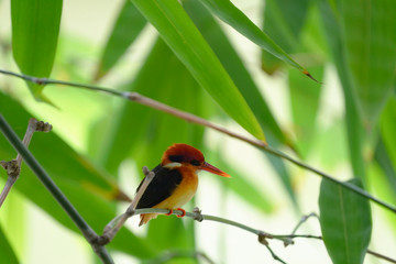 Oriental Dwarf Kingfisher Perching on a branch.
