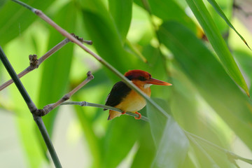 Oriental Dwarf Kingfisher Perching on a branch.