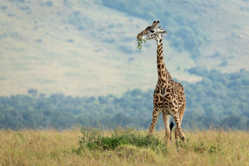 Adult giraffe eating a green bush in open plains of Masai Mara Kenya
