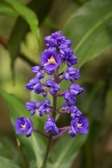 close up Purple flowers